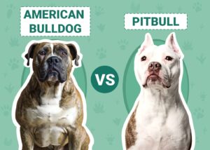 pitbull dog vs american bulldog