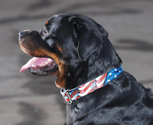 american flag dog collar