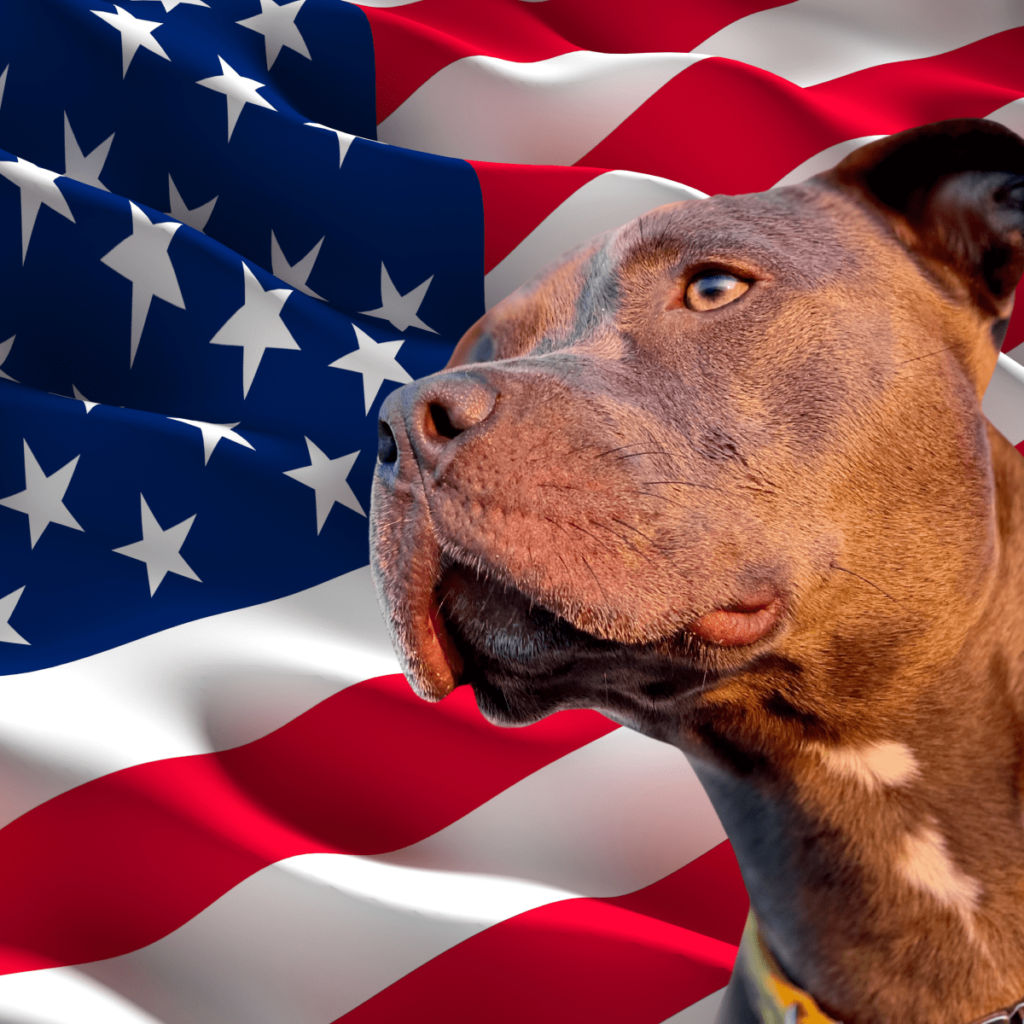 what is an all american dog