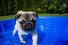 how to keep dogs cool in summer