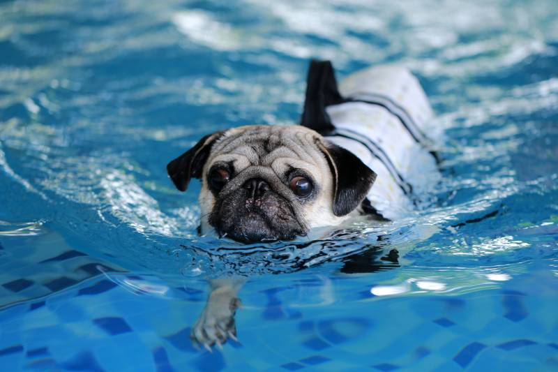 how to keep dogs cool in summer