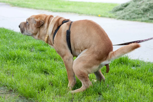 how to keep dogs from pooping in your yard