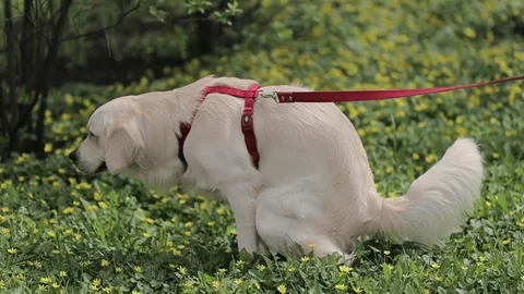 how to keep dogs from pooping in your yard