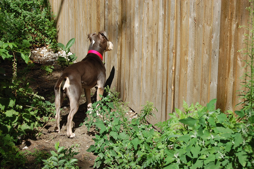 how to keep dogs from pooping in your yard