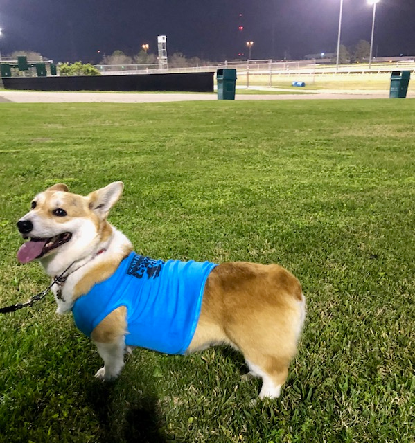 dog american football outfit