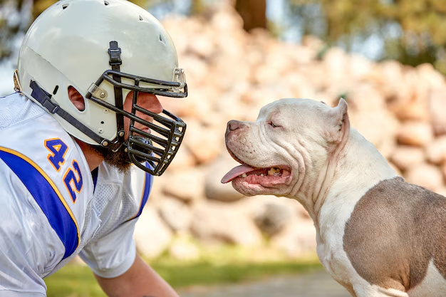 dog american football outfit