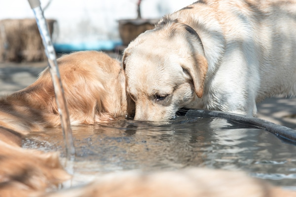 how can i get my dog to drink more water