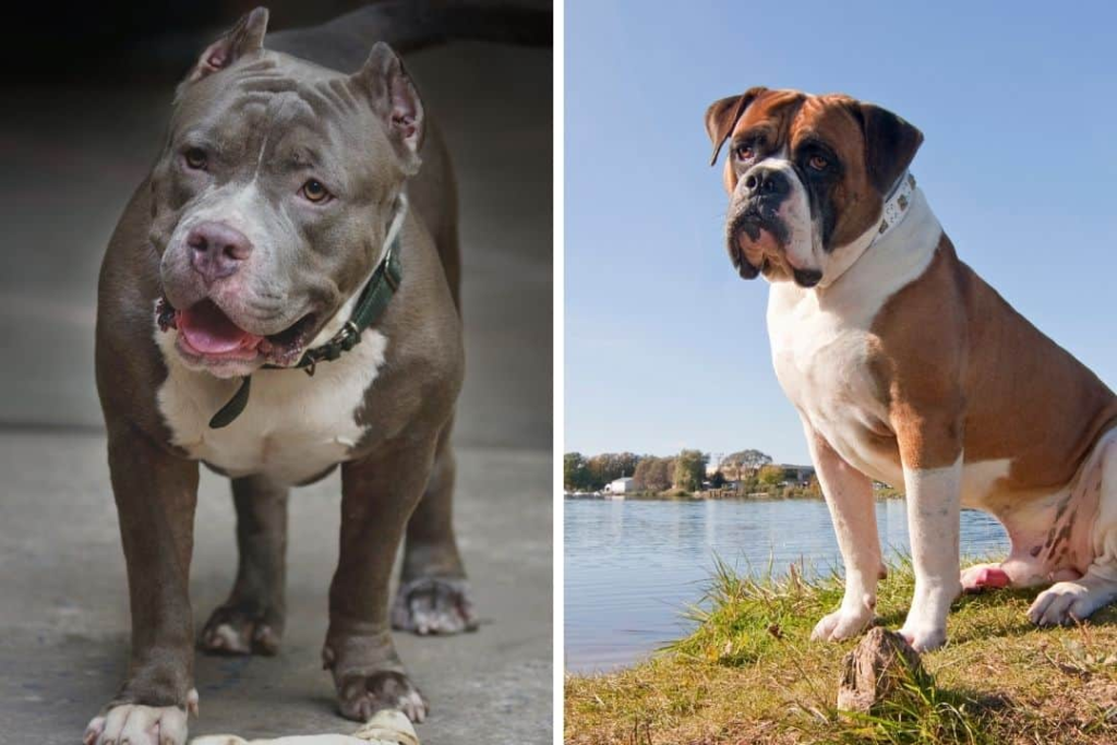 pitbull dog vs american bulldog