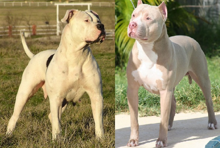 pitbull dog vs american bulldog