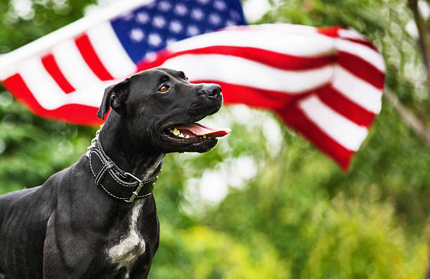 american flag dog collar