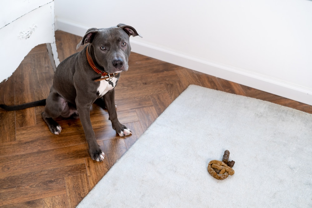 how to get dog crap out of carpet