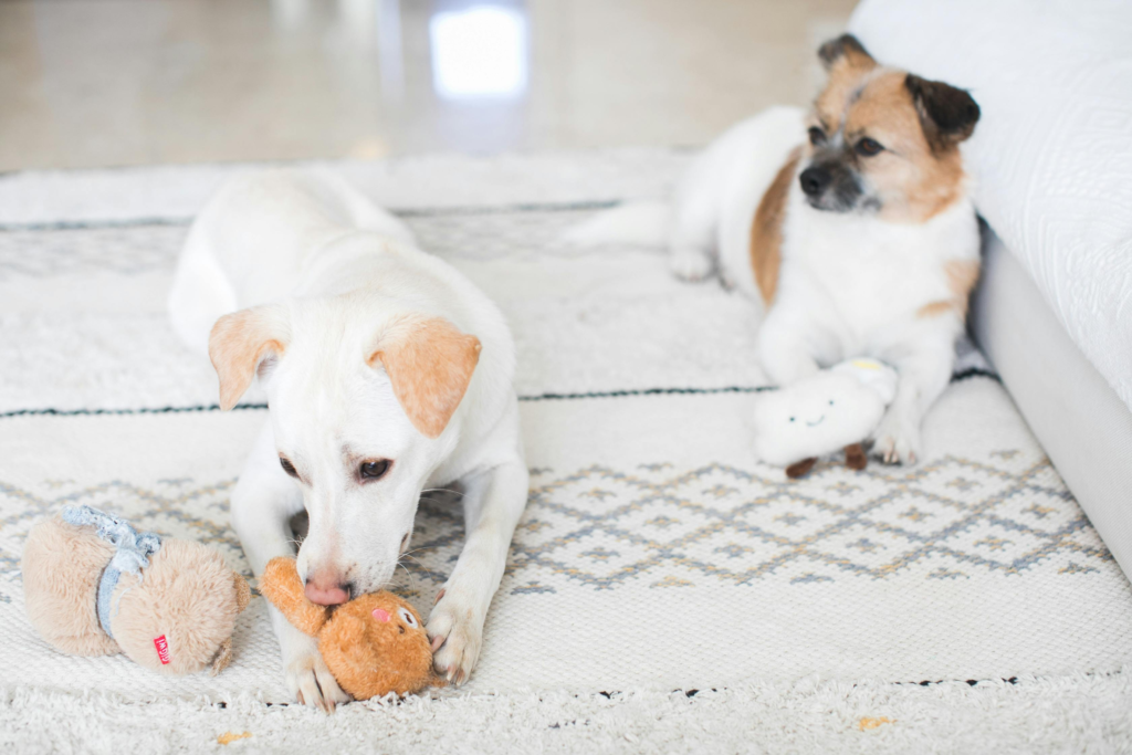 how to get dog crap out of carpet