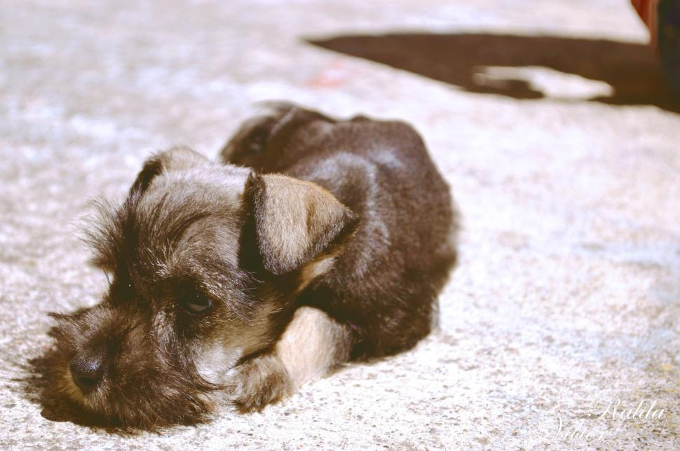 how to get dog crap out of carpet

