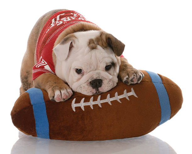 american football dog costume