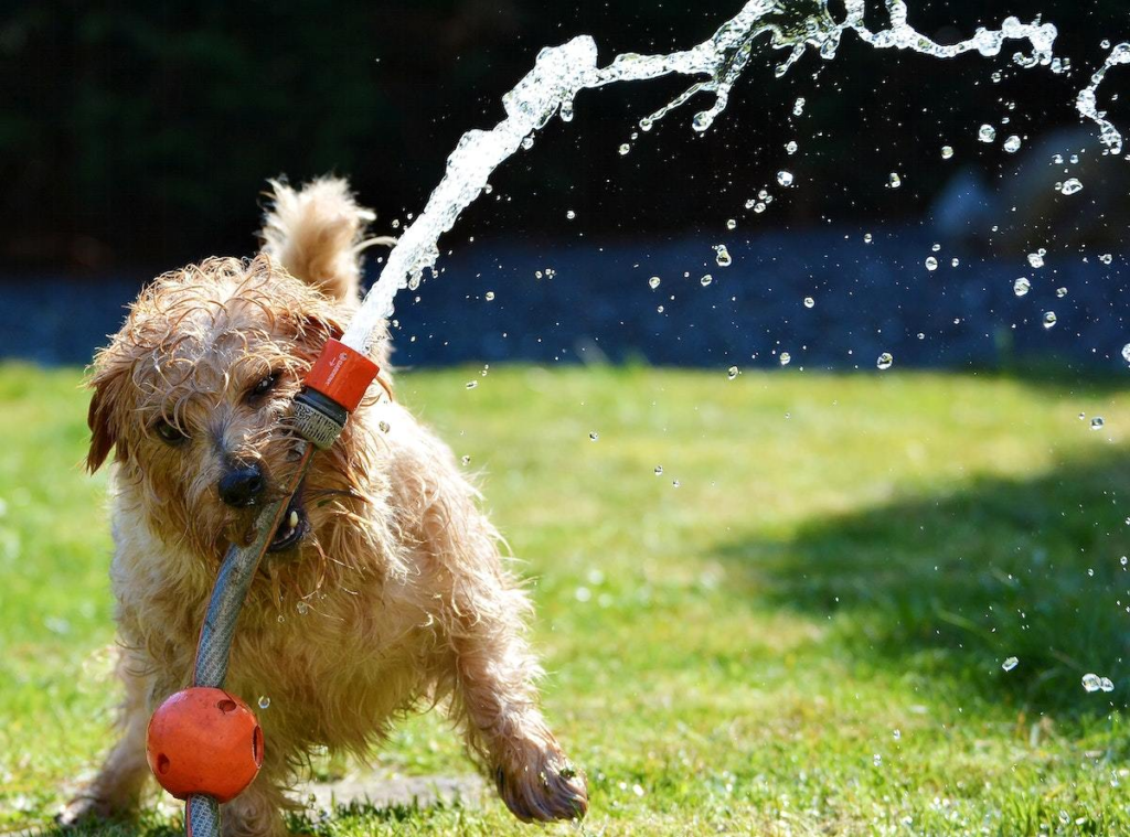 how to keep dogs cool in summer