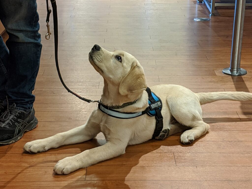 how to become a service dog trainer