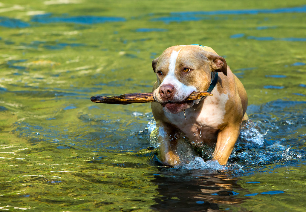 how long can a dog go without water