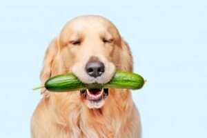 can dogs eat zucchini