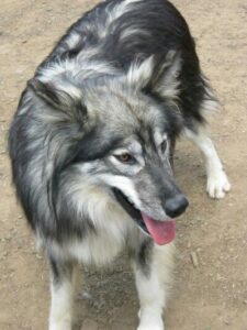 native american indian dog adoption