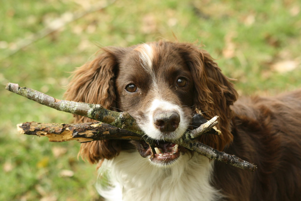 are bully sticks safe for dogs