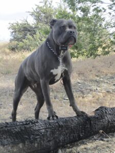 american bandogge dog