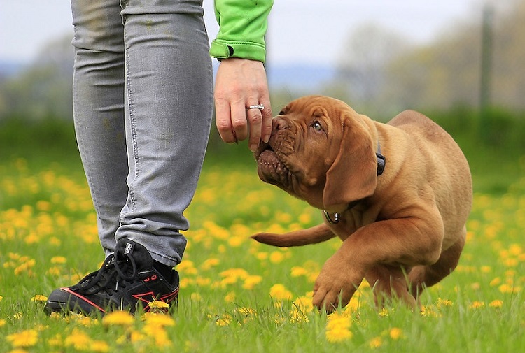 how far can dogs smell