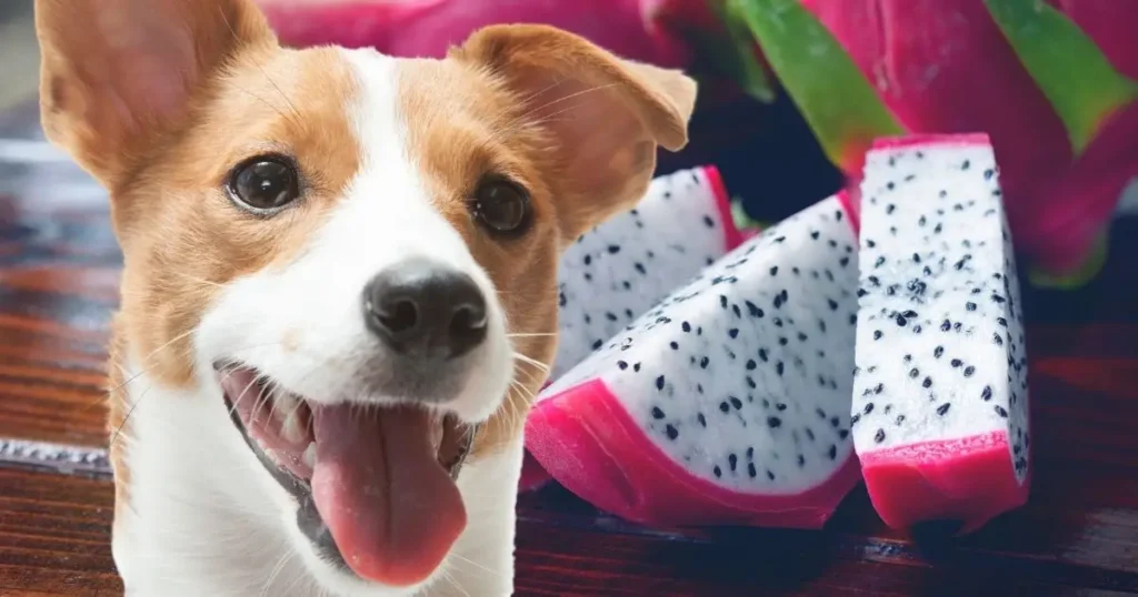 can dogs eat dragon fruit