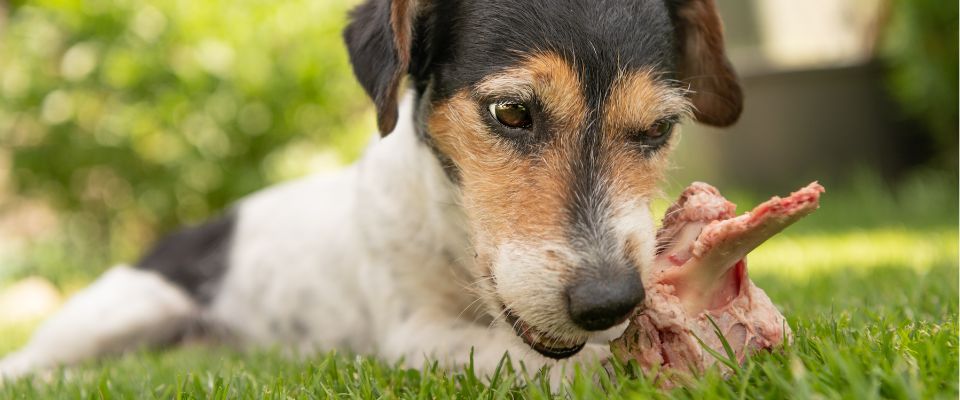 can dogs eat bones pork chops