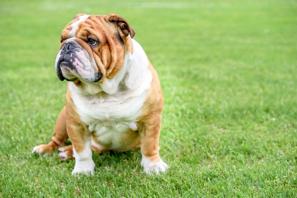 best dog food for american bulldogs