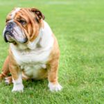 Top Most Best Dog Food For American Bulldogs