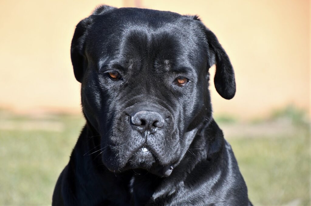 how much is a cane corso dog