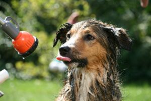 how long can dogs survive without water