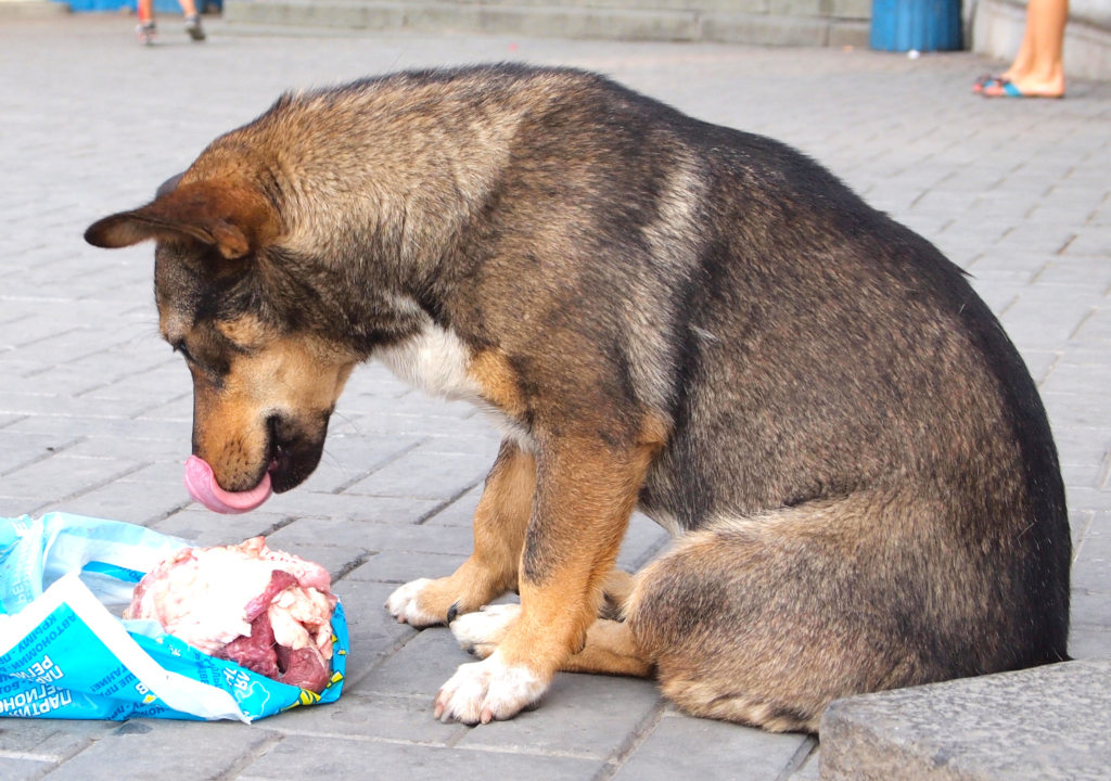 how long can a dog live without food