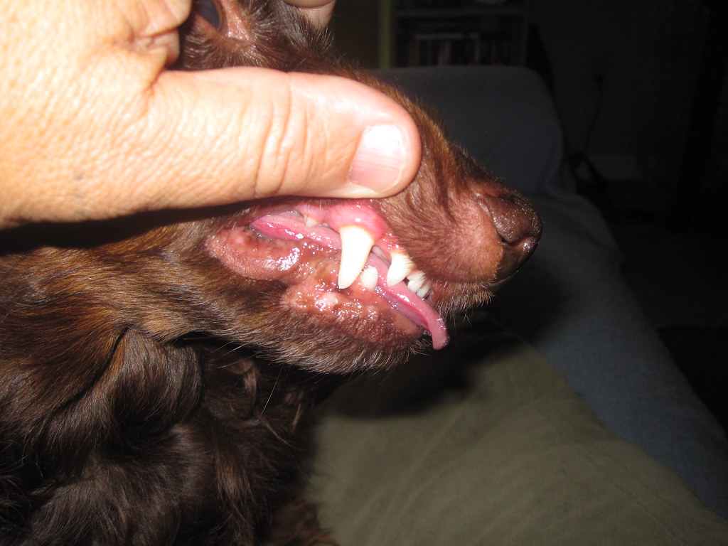 how to get plaque off dog's teeth