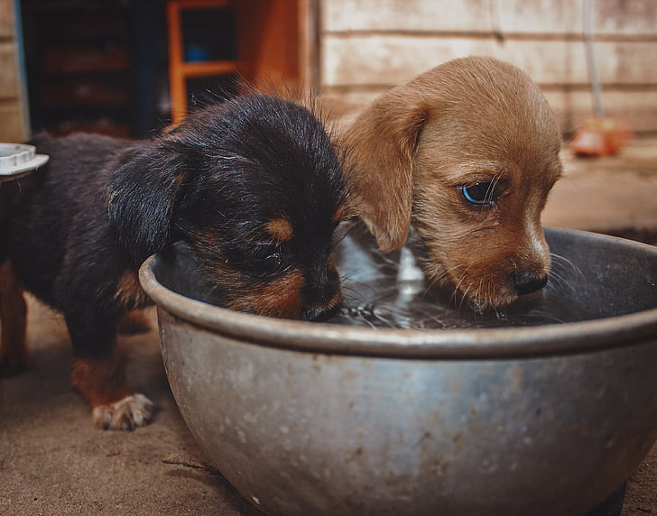 how long can dogs survive without water