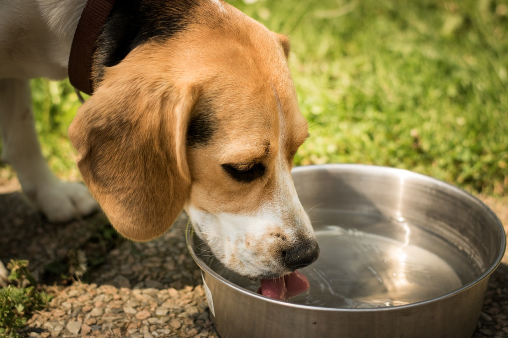 how long can dogs survive without water