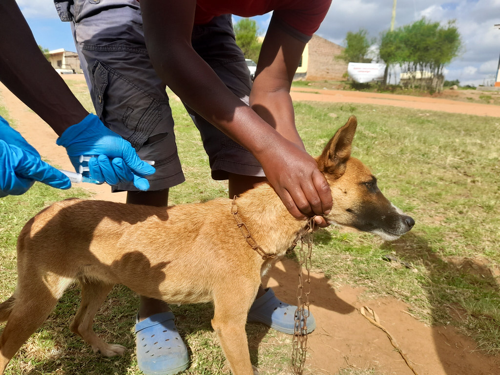 how can you tell if a dog has rabies