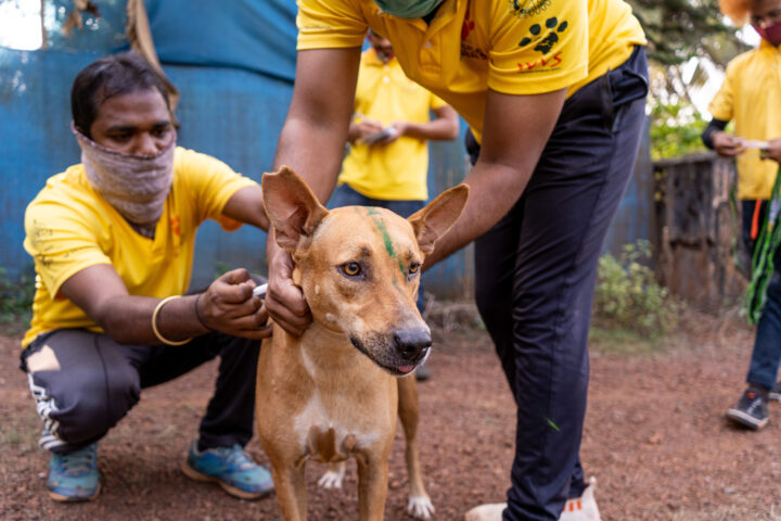 how can you tell if a dog has rabies