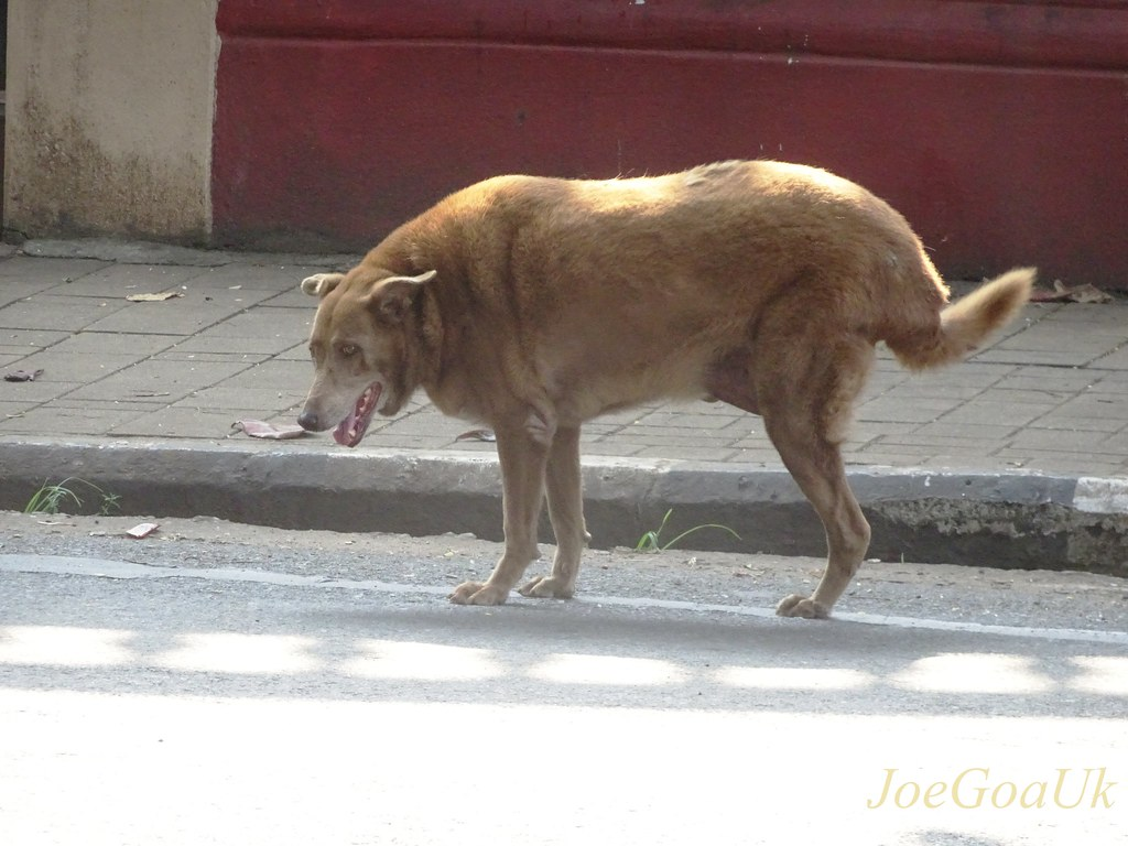 how can you tell if a dog has rabies