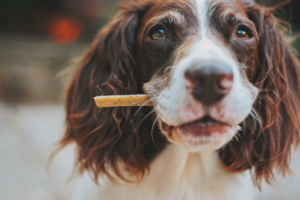 are bully sticks safe for dogs