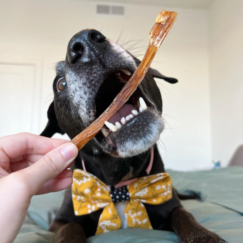 are bully sticks safe for dogs