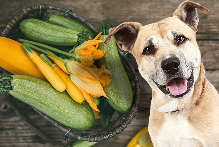 can dogs eat zucchini