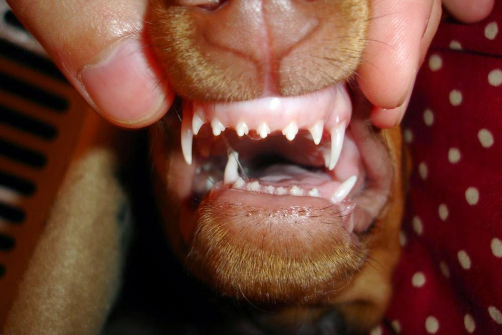 how to get plaque off dog's teeth