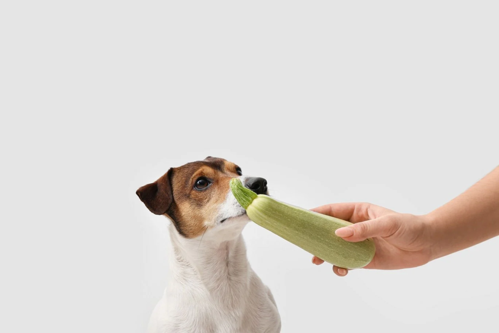 can dogs eat zucchini