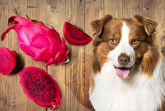 can dogs eat dragon fruit