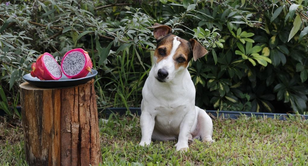 can dogs eat dragon fruit