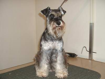 why schnauzers are the worst dogs