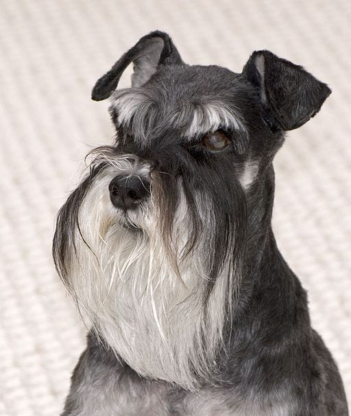 why schnauzers are the worst dogs