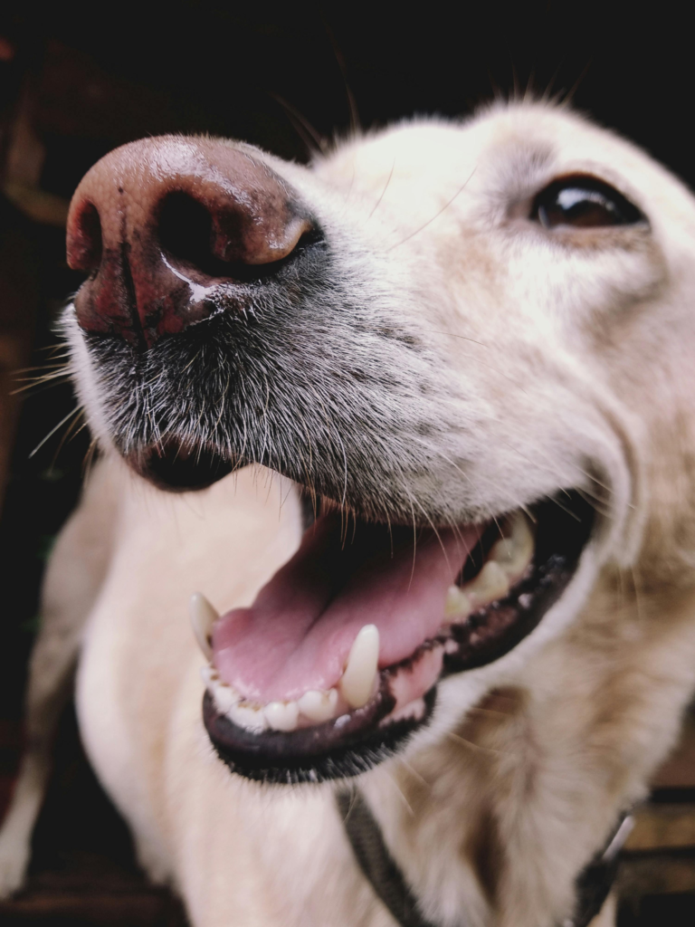 how to get plaque off dog's teeth