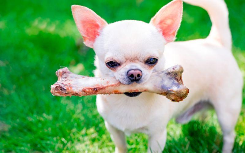 can dogs eat bones pork chops